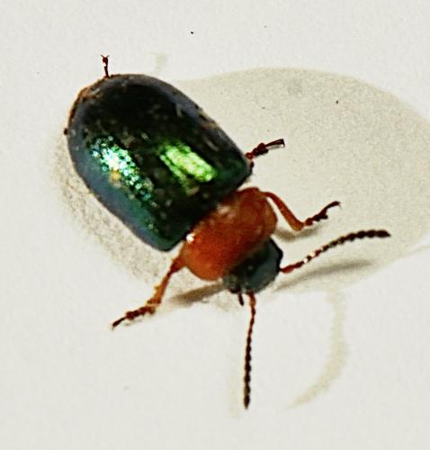 Réf. 338 505 : Gastrophysa polygoni